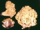 Ramaria sanguinea image