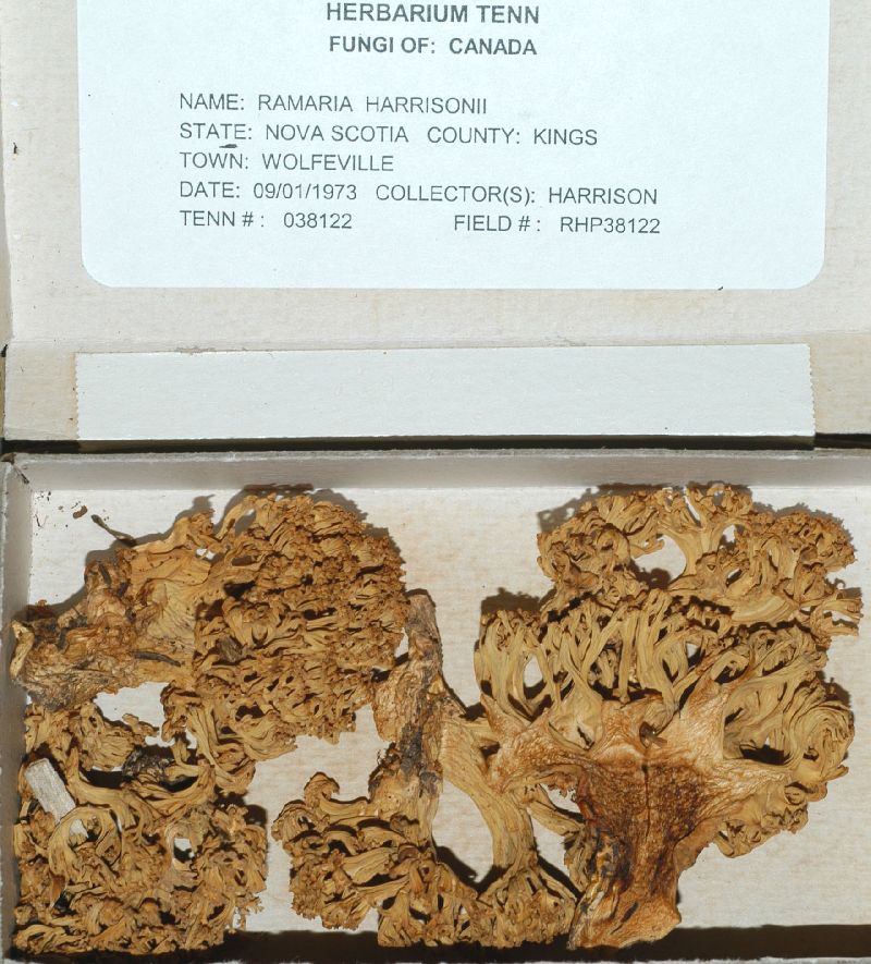 Ramaria harrisonii image