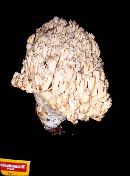 Ramaria cinereocarnea image