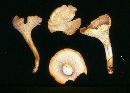 Cantharellus camphoratus image