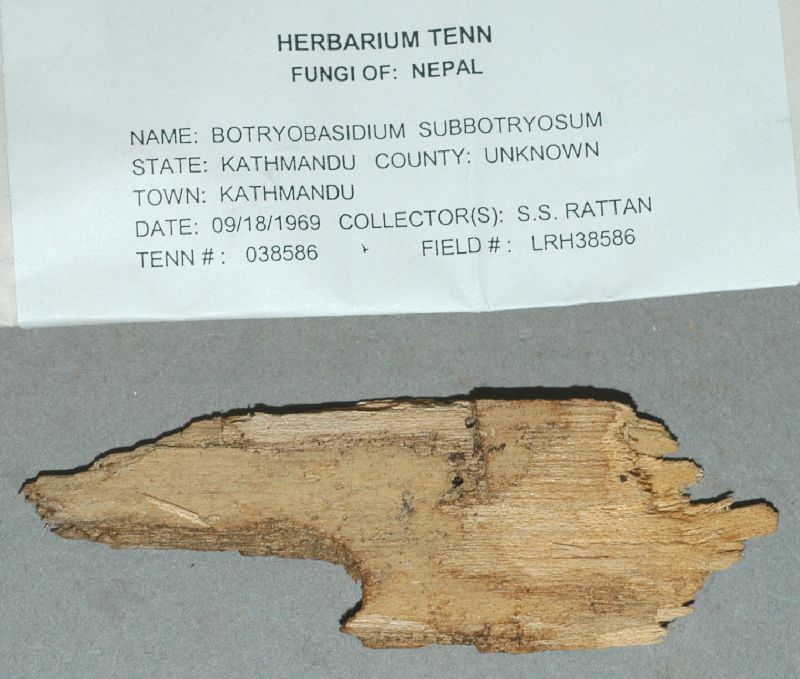 Botryobasidium subbotryosum image
