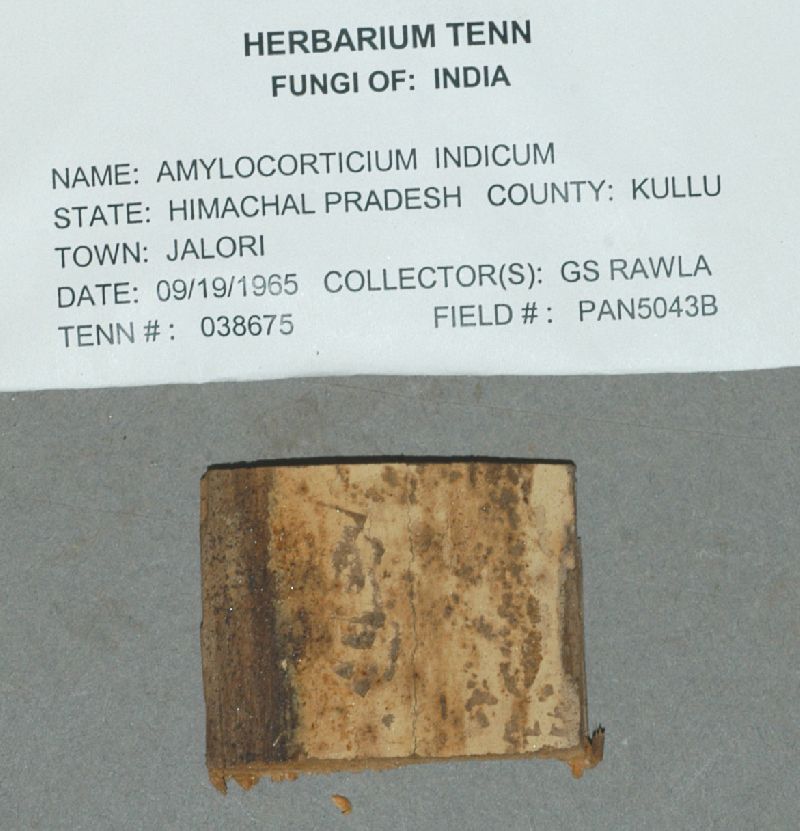 Amylocorticium indicum image