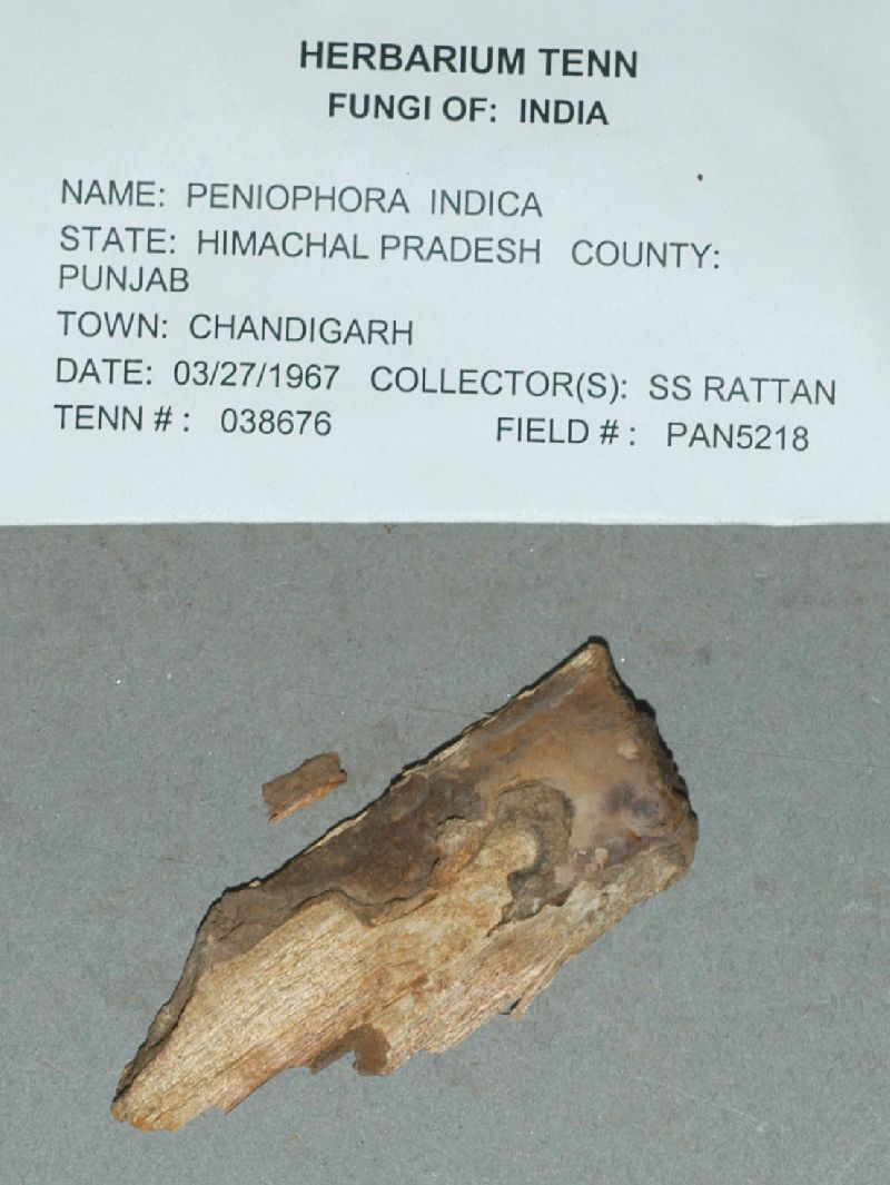 Peniophora indica image