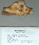 Peniophora fibuligera image
