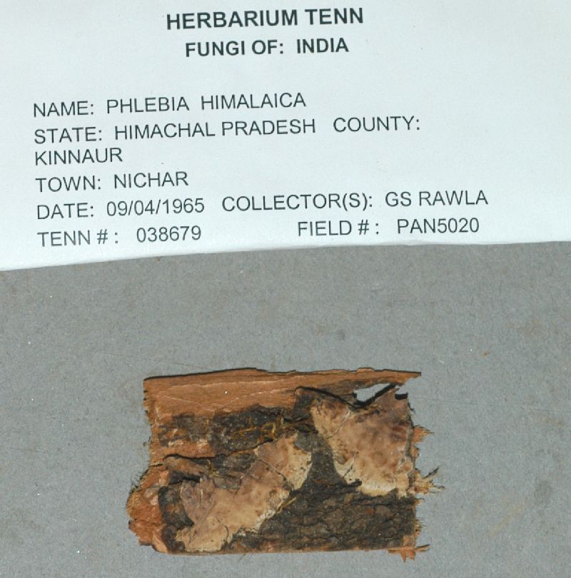 Chondrostereum himalaicum image