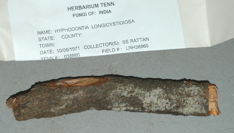Hyphodontia longicystidiosa image