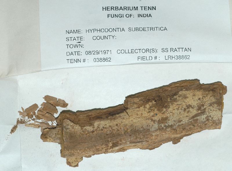 Hyphodontia subdetritica image
