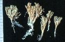 Ramaria flaccida image