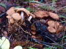 Asterophora lycoperdoides image