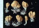 Ramaria flaccida image