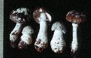 Amanita spissa image