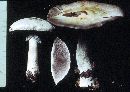 Agaricus arvensis image