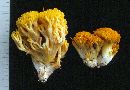 Ramaria aurea image