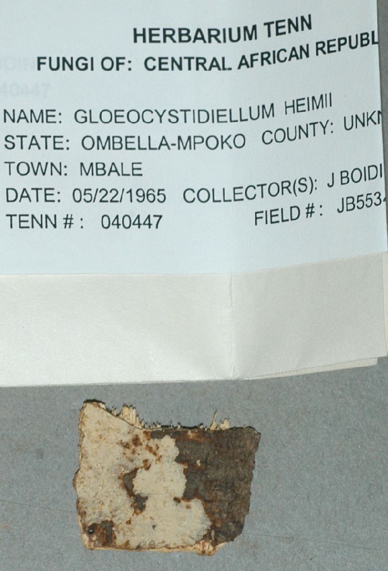 Gloeocystidiellum heimii image