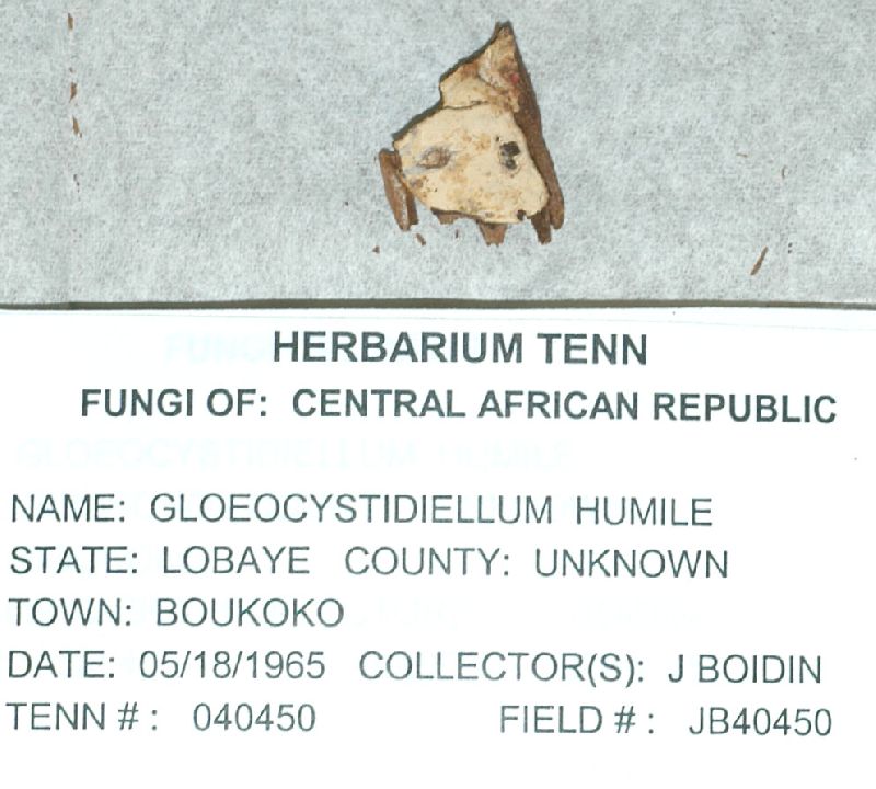 Gloeocystidiellum humile image