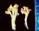 Ramaria capitata image