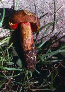 Boletus flammans image