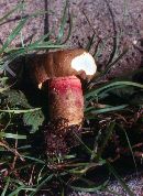 Boletus huronensis image