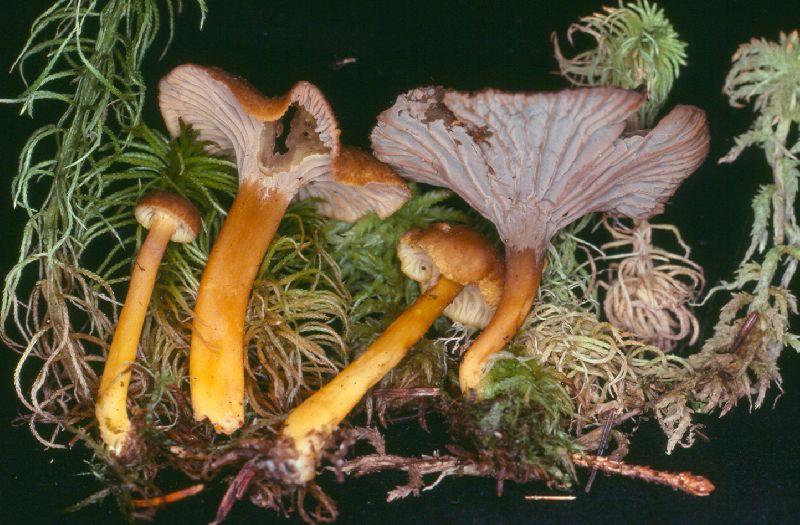 Craterellus pallidipes image