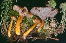 Craterellus pallidipes image