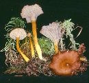 Craterellus pallidipes image