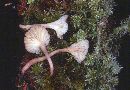 Hygrocybe nitida image