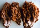 Ramaria fennica image