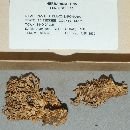 Ramaria flavosaponaria image