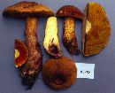 Boletus morrisii image