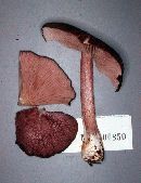 Entoloma violaceum image