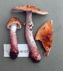 Amanita flavorubescens image