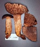 Retiboletus griseus image