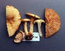 Lactarius maculatipes image