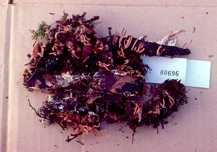 Lentaria boletosporioides image