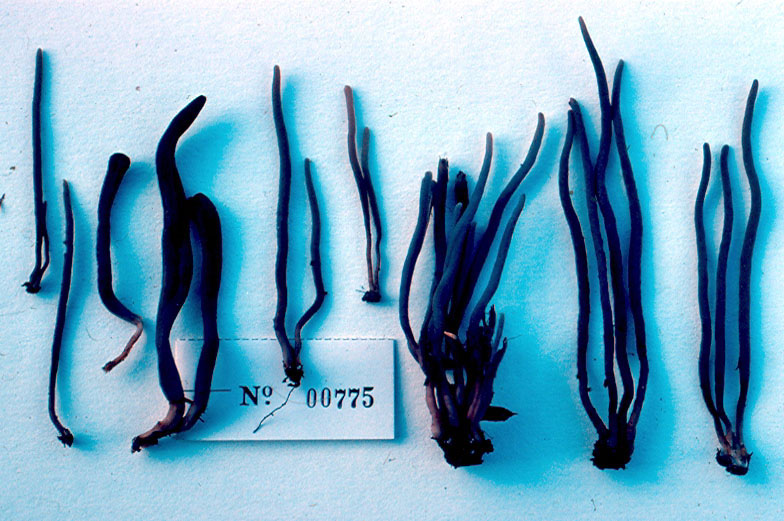 Clavaria ardosiaca image
