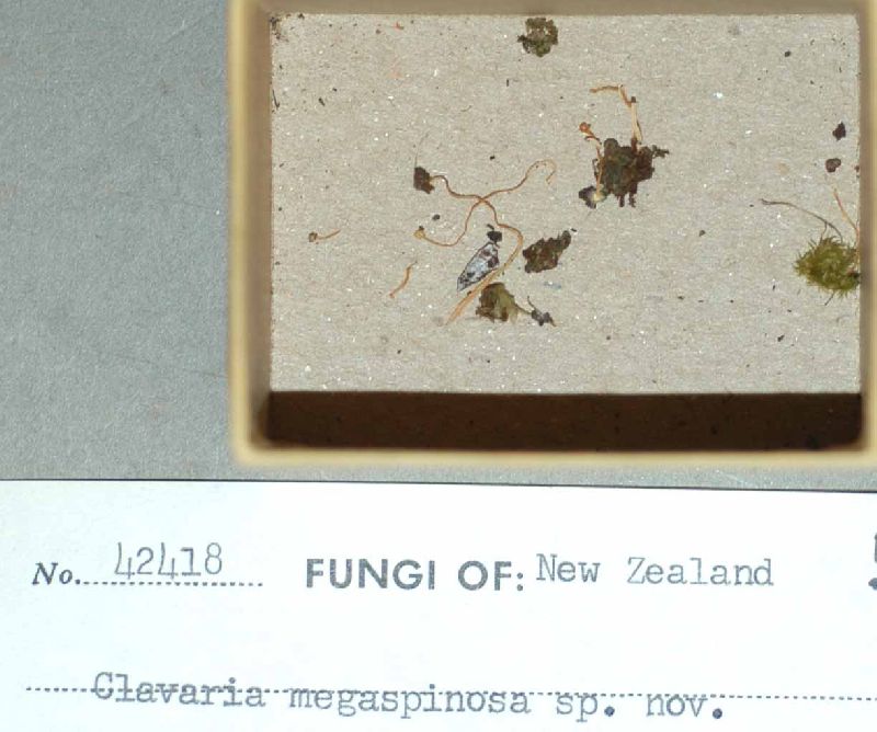 Clavaria megaspinosa image