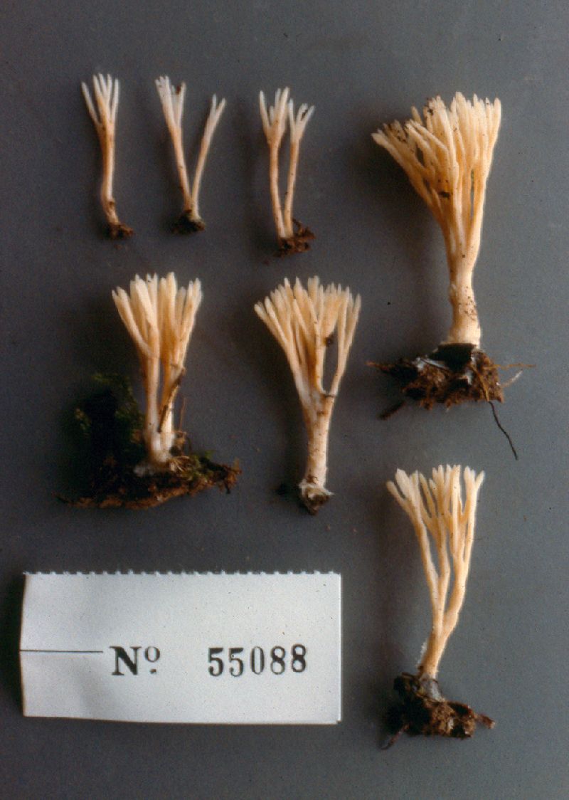 Tremellodendropsis transpusio image