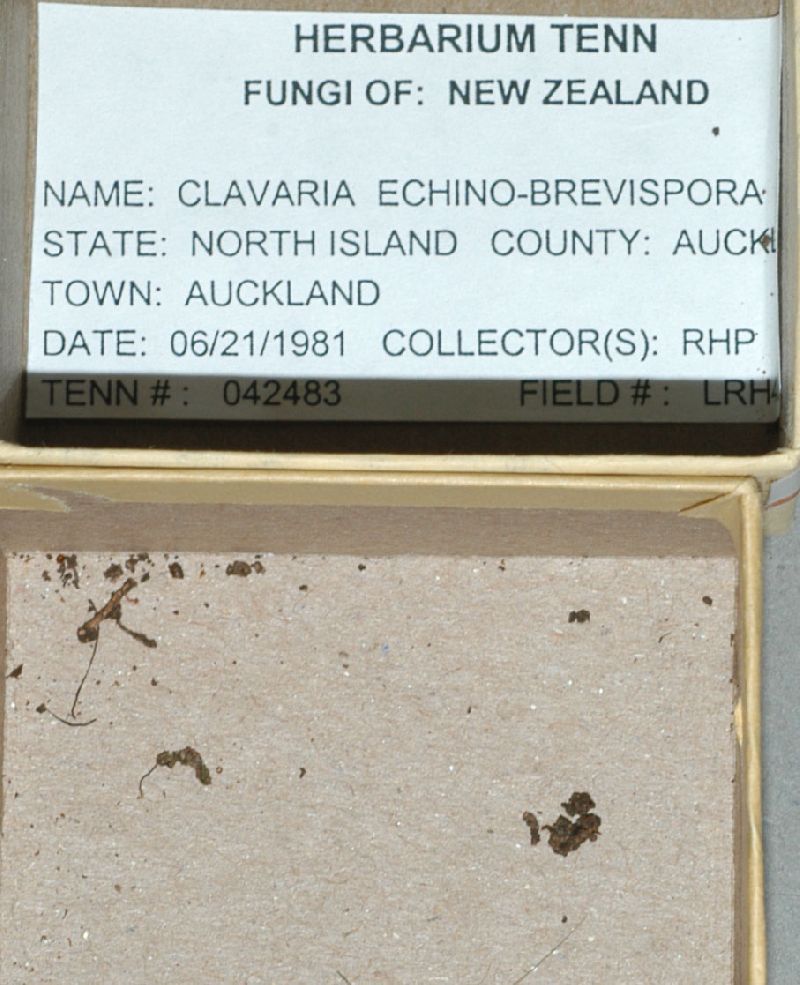 Clavaria echinobrevispora image