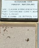 Clavaria echinobrevispora image