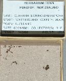 Clavaria echinobrevispora image