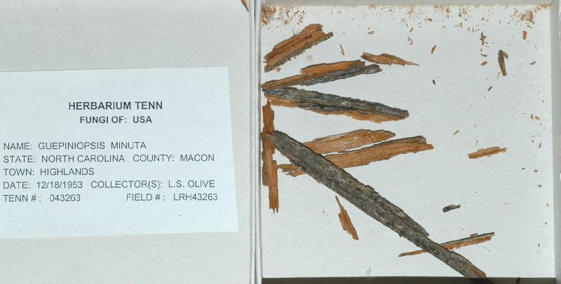 Guepiniopsis minuta image
