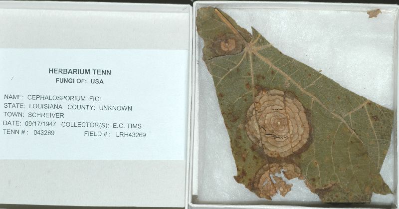 Acremonium zonatum image
