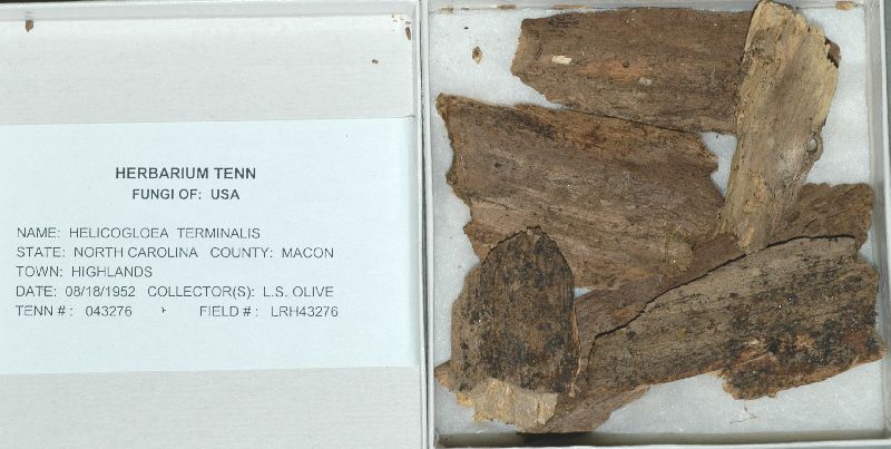 Helicogloea terminalis image