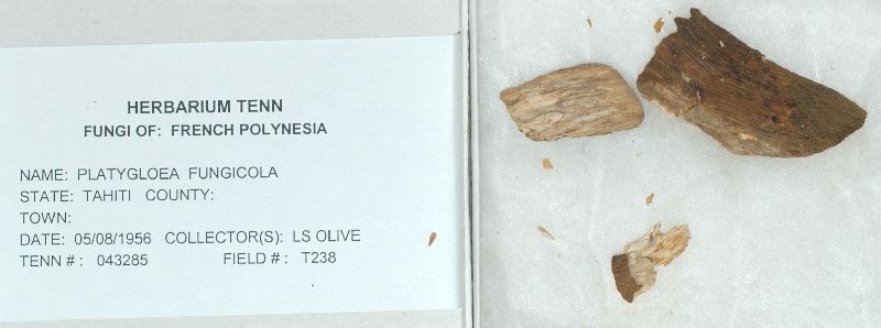 Platygloea fungicola image