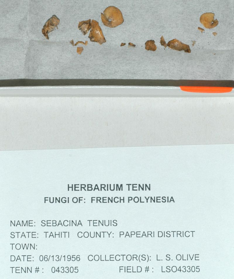 Sebacina tenuis image