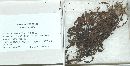 Thallospora aspera image