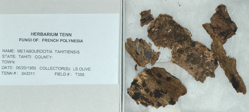 Metabourdotia tahitiensis image