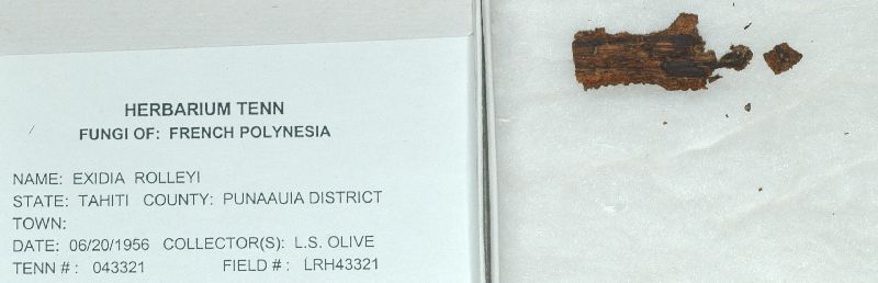 Efibulobasidium rolleyi image