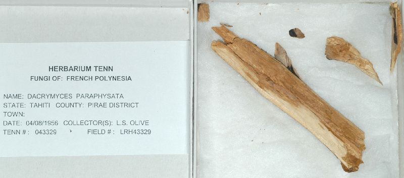 Dacrymyces paraphysatus image