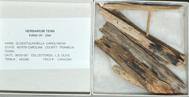 Gloeotulasnella caroliniana image